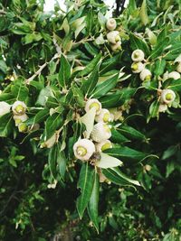 Close-up of white flowers