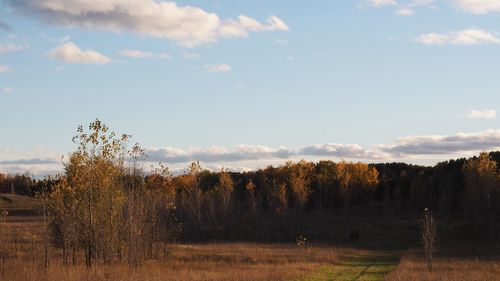 Trees on field against sky