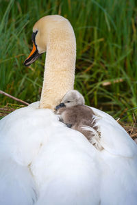 Close-up of a swan