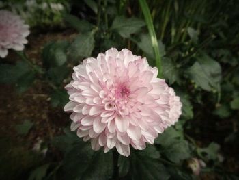 Close-up of flower blooming outdoors