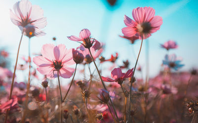 Close-up of pink cosmos flowers
