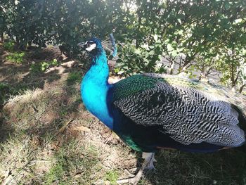 Close-up of peacock on field