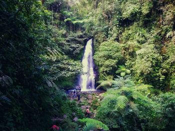 Scenic view of waterfall in forest