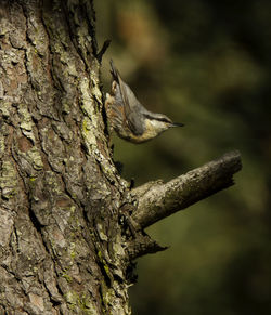 Close-up of bird perching on tree