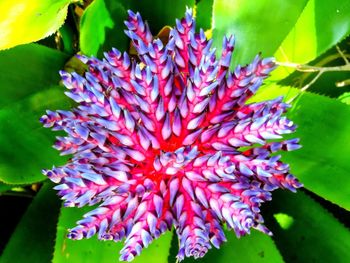 Close-up of flowers blooming outdoors