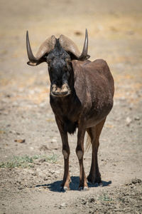 Black wildebeest stands in sunshine facing camera