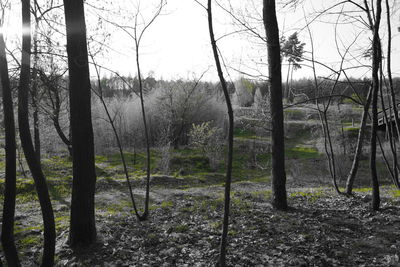 Trees on landscape against sky