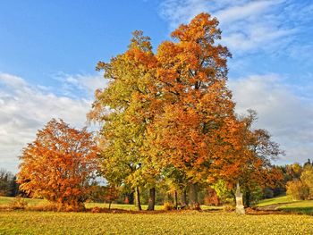 Autumn trees against sky