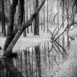 Bare trees in forest
