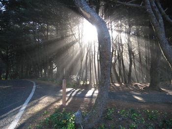 Sun shining through trees in forest