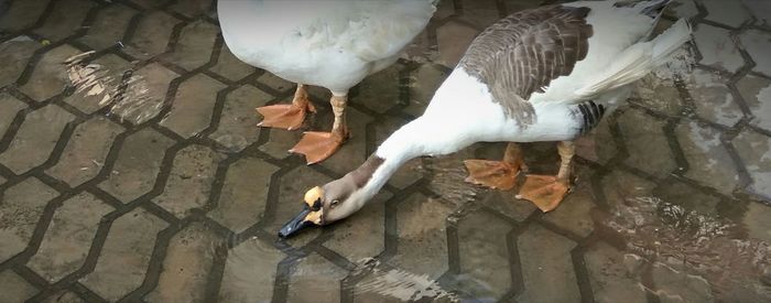 High angle view of bird