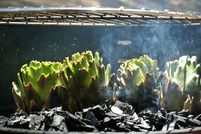 Close-up of cactus plants in greenhouse
