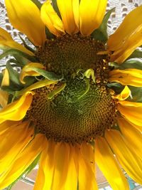 Close-up of yellow sunflower