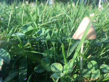 Close-up of grass growing in field