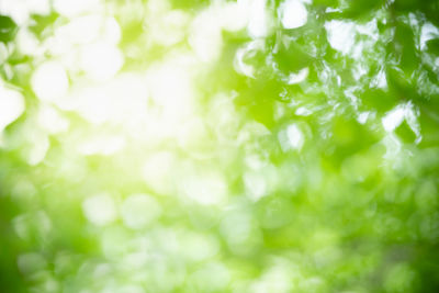 Full frame shot of fresh green plants