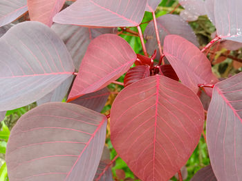 High angle view of pink leaves on plant