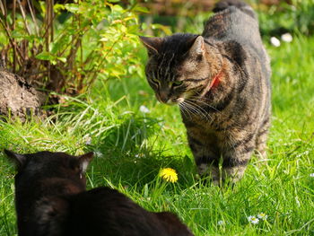 Portrait of a black cat on field