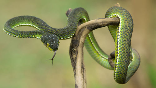 Close-up of green viper snake