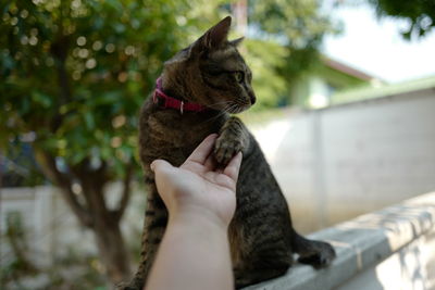 Midsection of person hand with cat