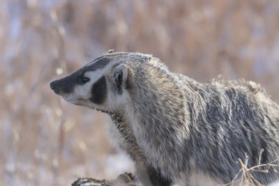 Close-up of an animal