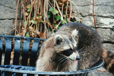 Close-up of cat