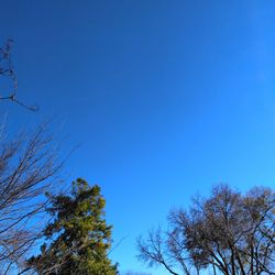 Low angle view of trees against clear blue sky