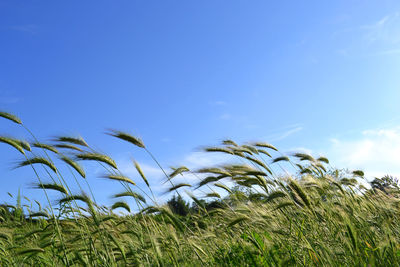 Low angle view of stalks against blue sky