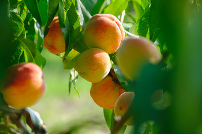 Ripe peach close-up with peach orchard in the background. download