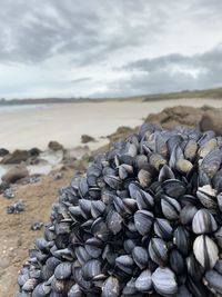 Coquillages sur la plage