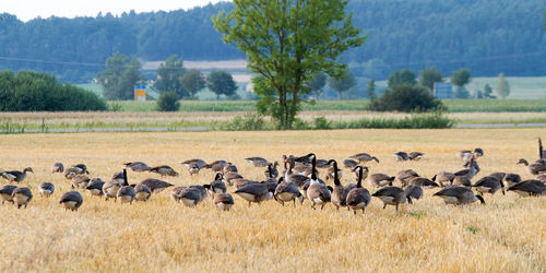 Canada goose familiy