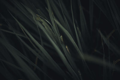 Full frame shot of grass