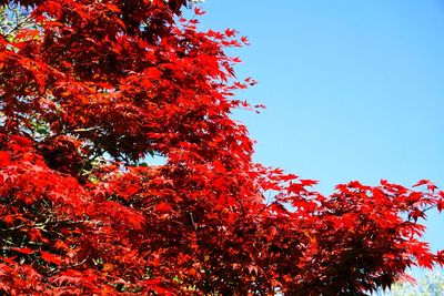 Low angle view of autumnal trees against clear blue sky