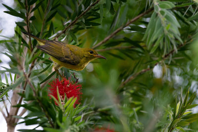 Close-up of bird perching on a plant