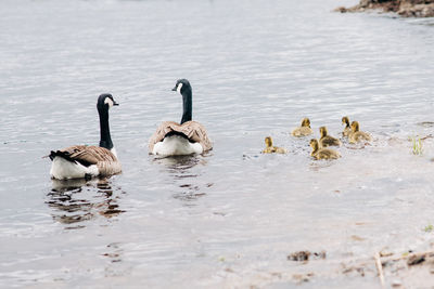 Ducks swimming in lake