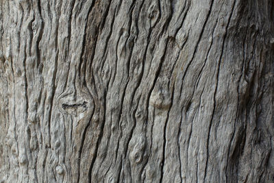 Full frame shot of tree bark