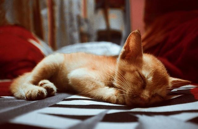 animal themes, pets, domestic animals, one animal, mammal, indoors, relaxation, domestic cat, cat, resting, sleeping, feline, lying down, eyes closed, home interior, whisker, selective focus, comfortable, close-up, bed