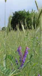 Plants growing on field