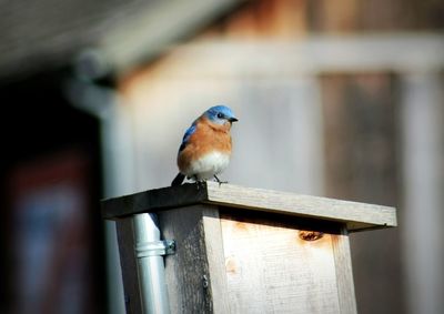 Close-up of perching outdoors