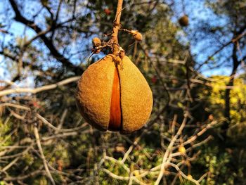 Close-up of orange fruit on tree