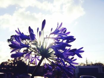 Close-up of fresh flowers blooming against sky