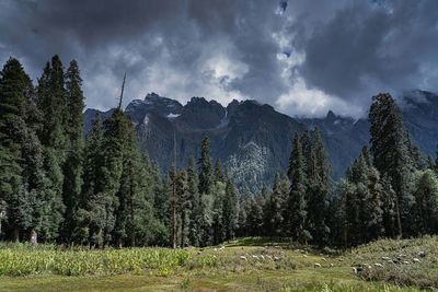 Panoramic view of trees and plants against sky