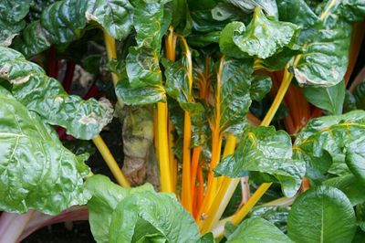 Full frame shot of leaves