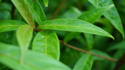 Close-up of fresh green leaves