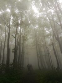 Trees in forest