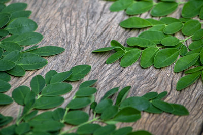 High angle view of leaves on table