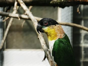 Close-up of parrot perching on branch