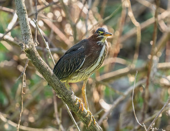 Adult green heron watches from a branch in the everglades