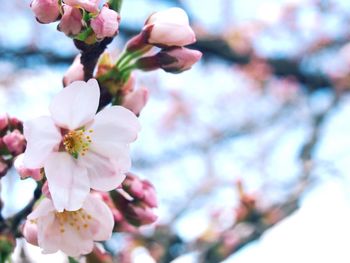 Low angle view of cherry blossoms in spring