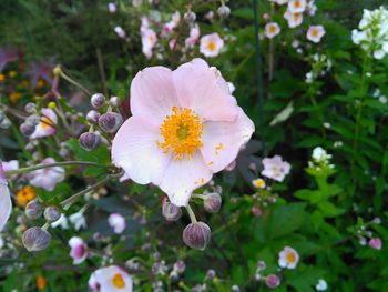 Close-up of fresh white flowers blooming outdoors