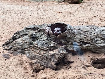 High angle view of man relaxing on rock